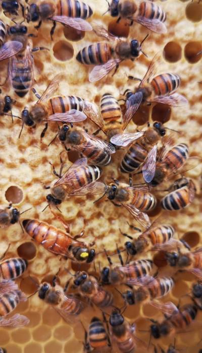 Les abeilles au travail au Domaine de la Belle Métairie - Sud-Sarthe - sud sarthe