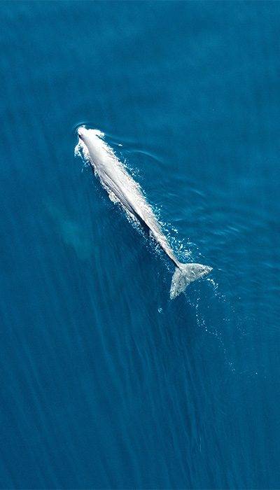 xBaleine
